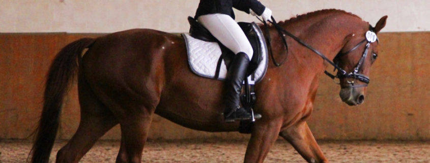 Reiten AG Steinmühle